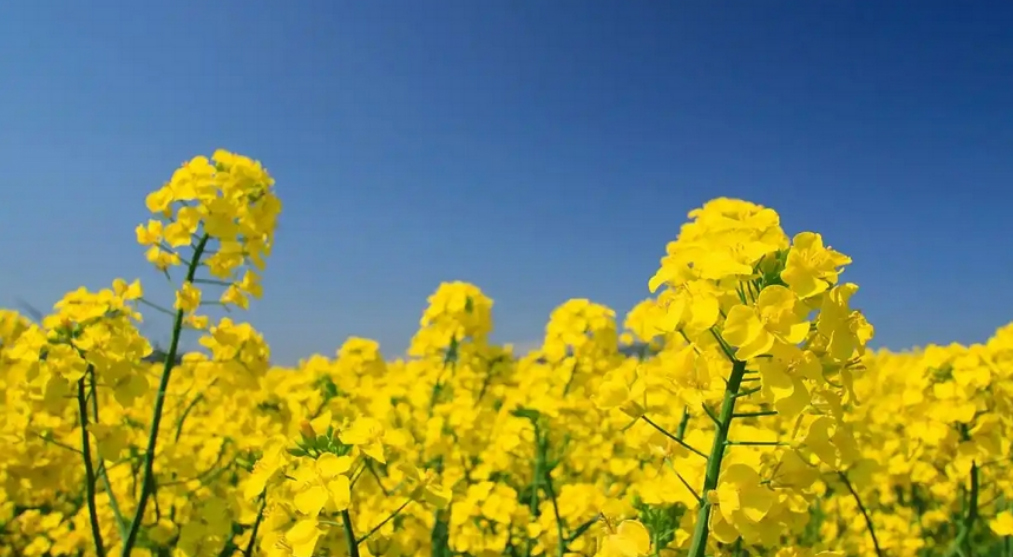 结构性安全维度下的农业产业升级路径研究(图1)