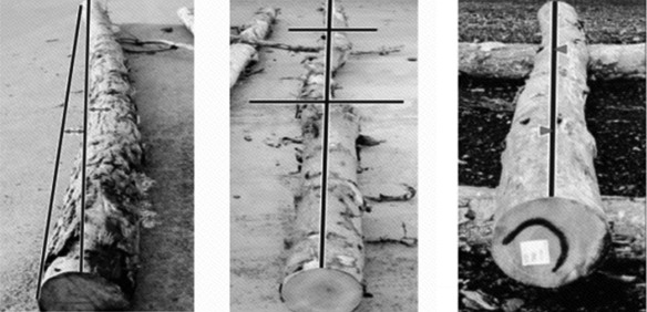 新西兰标准与我国国标在原木检尺方面的差异(图3)