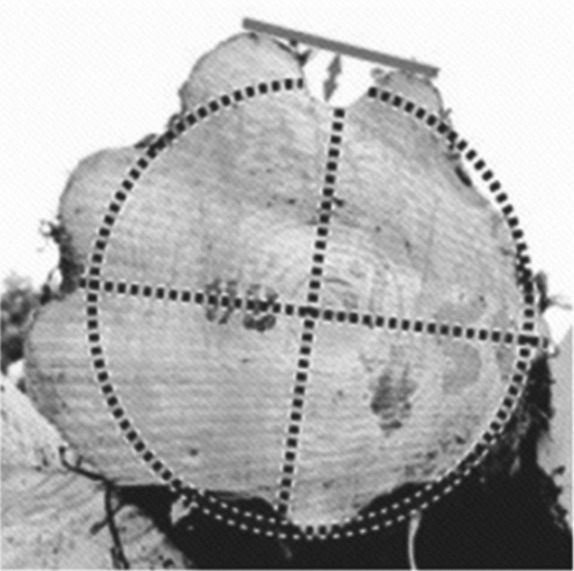 新西兰标准与我国国标在原木检尺方面的差异(图4)