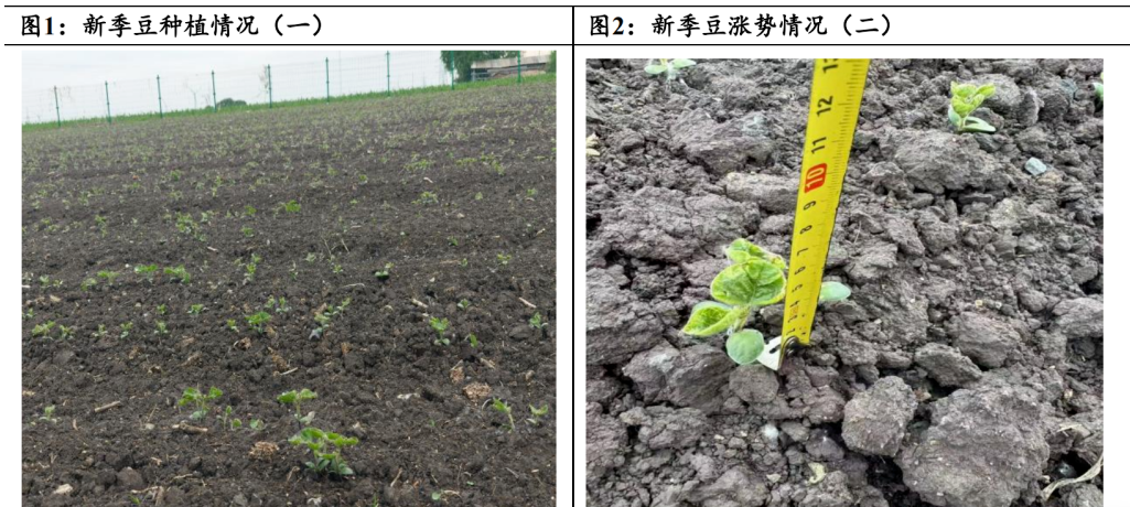 大豆玉米——黑龙江地区现货调研(图1) image.png