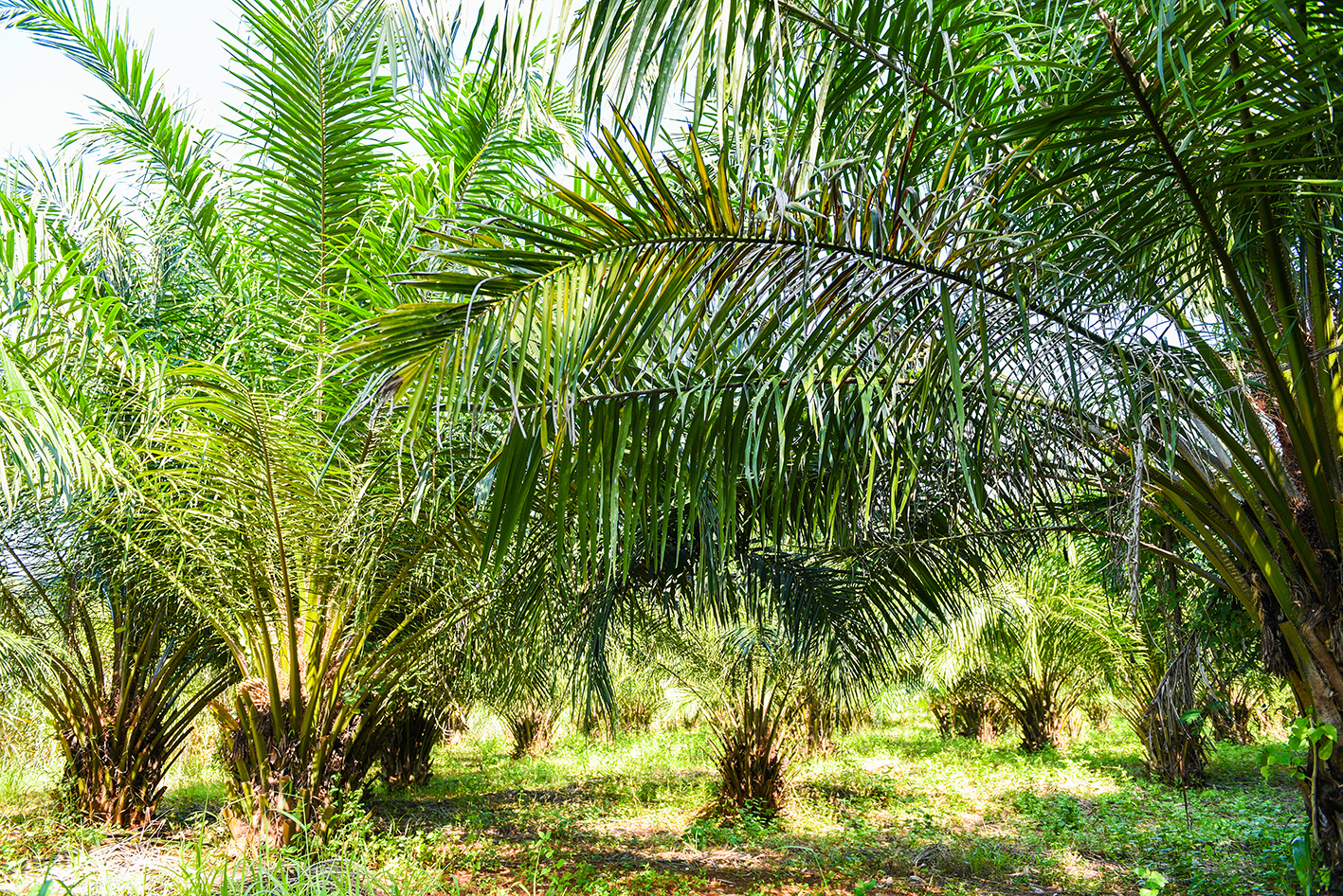 供需分化 棕榈油价格何去何从？(图1)