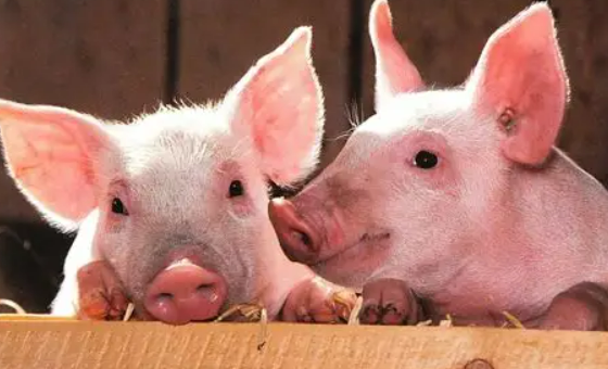 生猪现货市场调研