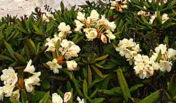 哪些因素会影响沪铜期货和其他金属期货的价格走势的相关性？(图1)